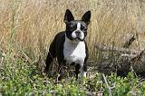 BOSTON TERRIER 002
